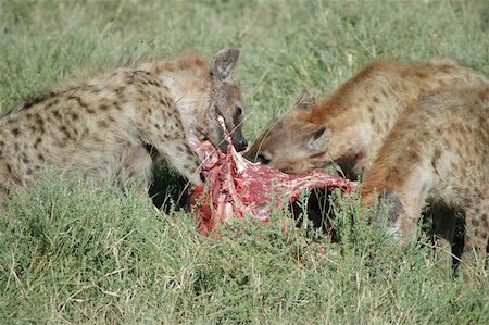 Hyena ripping a wildebeast apart Fotografie stock - Microstock e Abbonamento, Codice: 400-06126971