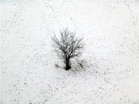 simsearch:400-04980505,k - A tree with snow around and a lot of traces Photographie de stock - Aubaine LD & Abonnement, Code: 400-06126985