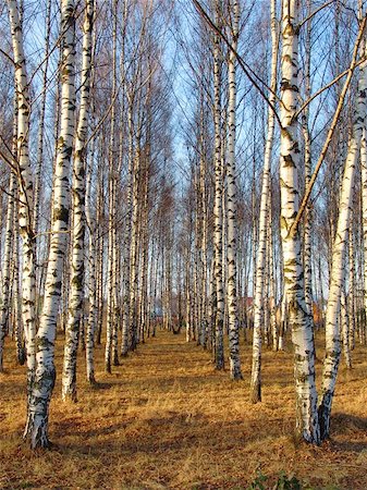 fall aspen leaves - Birch rows in a village Stock Photo - Budget Royalty-Free & Subscription, Code: 400-06127107