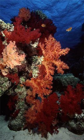 simsearch:400-04403547,k - Soft coral reef in the Red Sea Stock Photo - Budget Royalty-Free & Subscription, Code: 400-06127100