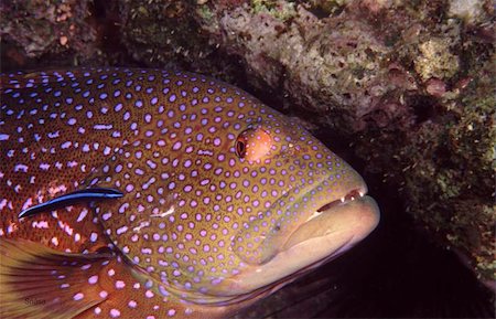 Coral Grouper and cleaner Wrasse Stock Photo - Budget Royalty-Free & Subscription, Code: 400-06127101