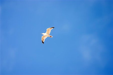 Flying seagull Photographie de stock - Aubaine LD & Abonnement, Code: 400-06127257