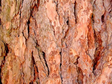 simsearch:400-04365263,k - A pine tree bark closeup Stock Photo - Budget Royalty-Free & Subscription, Code: 400-06127306