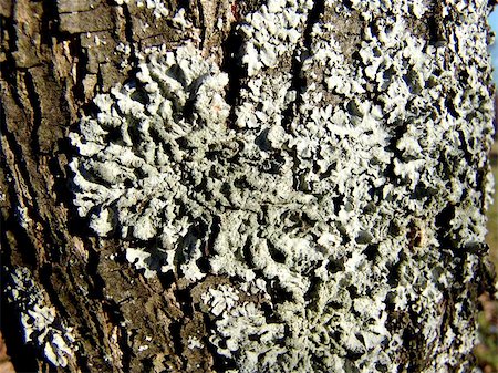 simsearch:400-04365263,k - Old tree with lichen, detail Stock Photo - Budget Royalty-Free & Subscription, Code: 400-06127303