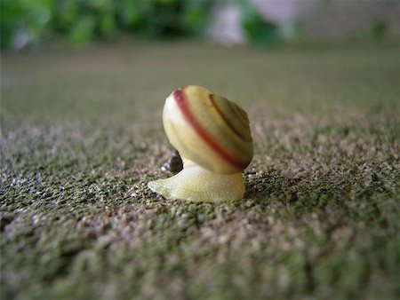 sighisoara - snail Photographie de stock - Aubaine LD & Abonnement, Code: 400-06128192