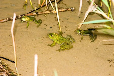 Frog Photographie de stock - Aubaine LD & Abonnement, Code: 400-06128227