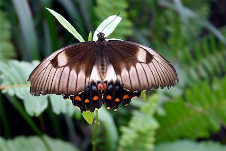 seriousfun (artist) - An Australian Butterfly. Fotografie stock - Microstock e Abbonamento, Codice: 400-06128271