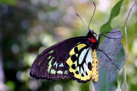 seriousfun (artist) - An Australian Butterfly. Fotografie stock - Microstock e Abbonamento, Codice: 400-06128301