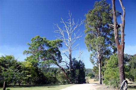 seriousfun (artist) - A small track through the trees in New South Wales, Australia. Fotografie stock - Microstock e Abbonamento, Codice: 400-06128318