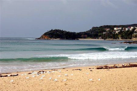 seriousfun (artist) - Manly beach, Sydney, Australia. Fotografie stock - Microstock e Abbonamento, Codice: 400-06128325