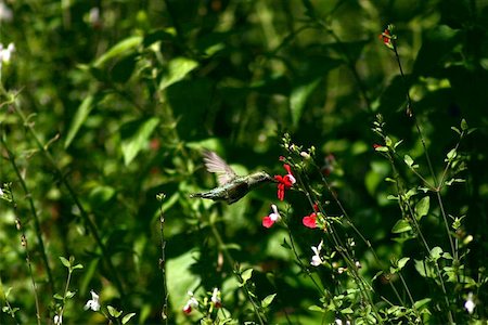 simsearch:400-06952425,k - Picture of a humminbird drinking nectar from a flower Fotografie stock - Microstock e Abbonamento, Codice: 400-06128510