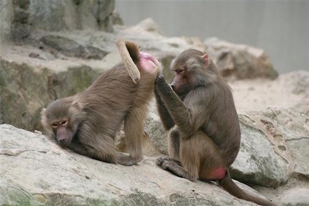 poux - Monkeys socializing, picking louse Photographie de stock - Aubaine LD & Abonnement, Code: 400-06128652