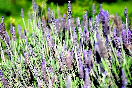 seriousfun (artist) - Lavender bush in a garden Fotografie stock - Microstock e Abbonamento, Codice: 400-06128831