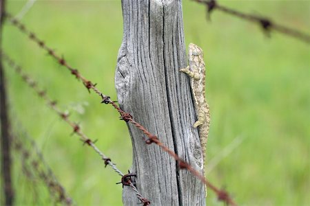 A chameleon sitting on a pole behind barbed wire. Stock Photo - Budget Royalty-Free & Subscription, Code: 400-06129175