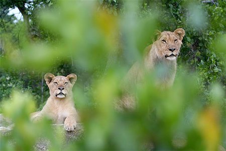 parque nacional de hwange - Two lions watching something in the distance. Foto de stock - Super Valor sin royalties y Suscripción, Código: 400-06129171