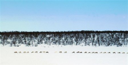 reidar45 (artist) - Reindeer row Fotografie stock - Microstock e Abbonamento, Codice: 400-06129238