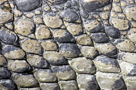 Crocodile everglades state national park florida usa Stock Photo - Budget Royalty-Free & Subscription, Code: 400-06129304