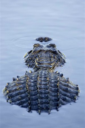 Alligator partially submerged everglades state national park florida usa Photographie de stock - Aubaine LD & Abonnement, Code: 400-06129306