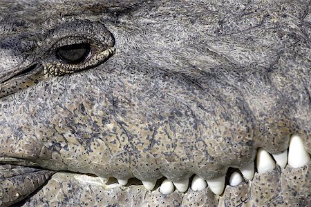 Crocodile everglades state national park florida usa Stock Photo - Budget Royalty-Free & Subscription, Code: 400-06129303