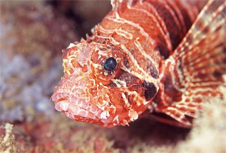 pterois volitans - Close-up of a Lionfish in the Red Sea Photographie de stock - Aubaine LD & Abonnement, Code: 400-06129490