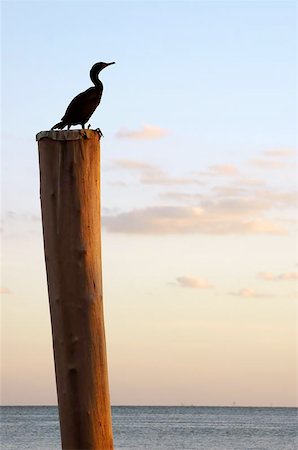 simsearch:400-04261591,k - Bird on pole - bird sitting on wooden pole relaxing at sunset Foto de stock - Super Valor sin royalties y Suscripción, Código: 400-06129493