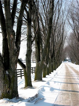 Winter tree lined lane on a snow covered farm on a sunny day Stock Photo - Budget Royalty-Free & Subscription, Code: 400-06129528