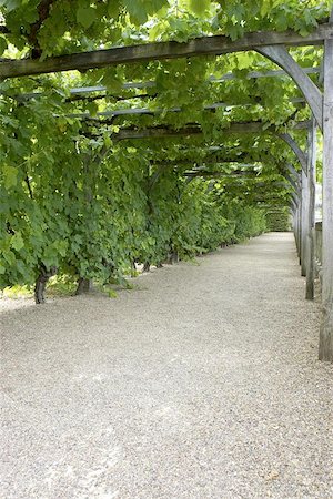 Pathway through grapevine covered pergola at chateau, de, villandry, loire, valley, france Stock Photo - Budget Royalty-Free & Subscription, Code: 400-06129771