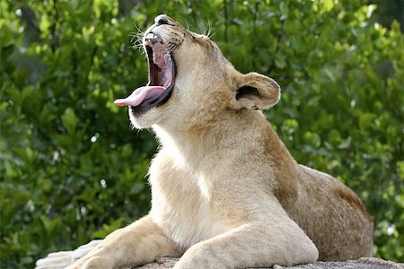 safari zimbabwe - A female lion yawning. Stock Photo - Budget Royalty-Free & Subscription, Code: 400-06129831