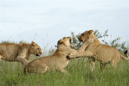 simsearch:400-06129831,k - 3 young lions playing/fighting with each other. Photographie de stock - Aubaine LD & Abonnement, Code: 400-06129892