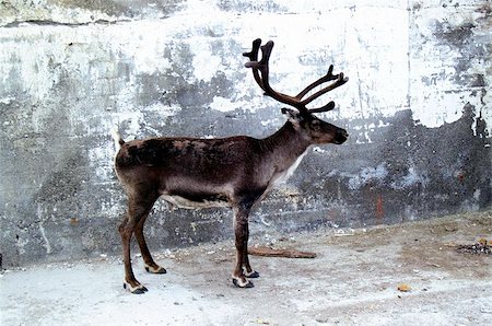 reidar45 (artist) - Urban reindeer Fotografie stock - Microstock e Abbonamento, Codice: 400-06129916