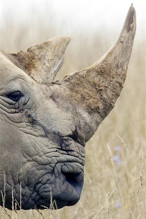 simsearch:400-04974272,k - Large adult Rhino profile accentuating the horns. Fotografie stock - Microstock e Abbonamento, Codice: 400-06134026