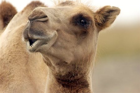 Closeup of a Camel's head with body in the background Stock Photo - Budget Royalty-Free & Subscription, Code: 400-06134030