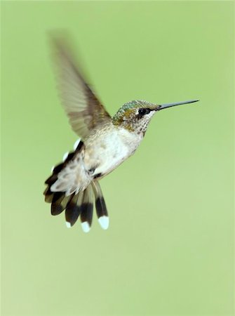 simsearch:400-06952425,k - Female Ruby Throated Hummingbird Hovering Fotografie stock - Microstock e Abbonamento, Codice: 400-06134058