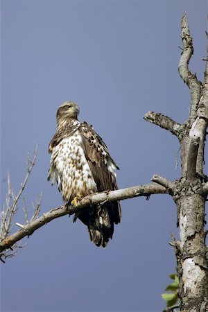 simsearch:400-03957207,k - Immature Bald Eagle perched in a tree against a blue sky. Foto de stock - Super Valor sin royalties y Suscripción, Código: 400-06134059