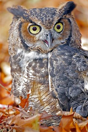 Great Horned Owl in Fall Leaves Photographie de stock - Aubaine LD & Abonnement, Code: 400-06134060