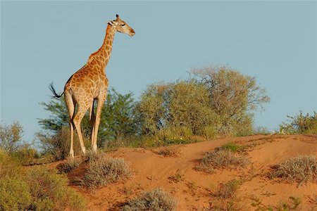 sand dunes large - A giraffe on a sand dune in the semi-desert Kalahari, South Africa Stock Photo - Budget Royalty-Free & Subscription, Code: 400-06134100