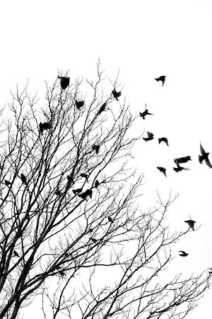 Black and white image of birds flying off a tree Photographie de stock - Aubaine LD & Abonnement, Code: 400-06134157