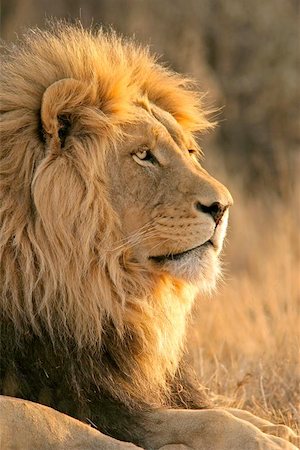 simsearch:400-04974281,k - Portrait of a big male lion, South Africa Stock Photo - Budget Royalty-Free & Subscription, Code: 400-06134152