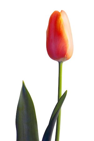 orange tulip Foto de stock - Super Valor sin royalties y Suscripción, Código: 400-06134274