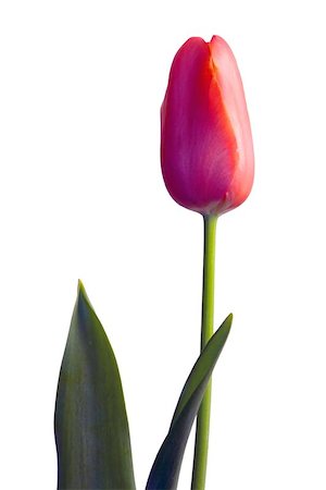 red tulip Foto de stock - Super Valor sin royalties y Suscripción, Código: 400-06134275