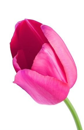 pink tulip Foto de stock - Super Valor sin royalties y Suscripción, Código: 400-06134271