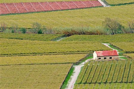 simsearch:400-03934155,k - Vineyard with beautiful autumn colors, Cape town area, South Africa Stock Photo - Budget Royalty-Free & Subscription, Code: 400-06134362