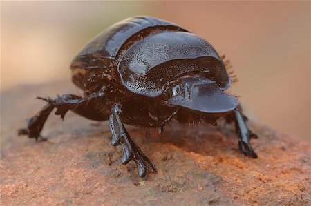 dung beetles feces - Goliath Dung Beetle Stock Photo - Budget Royalty-Free & Subscription, Code: 400-06134462