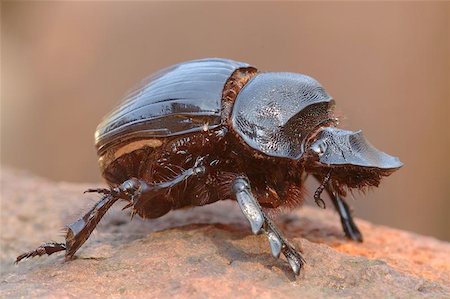 dung beetles feces - Goliath dung beetle Stock Photo - Budget Royalty-Free & Subscription, Code: 400-06134463