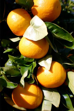 seriousfun (artist) - A group of oranges on a tree. Fotografie stock - Microstock e Abbonamento, Codice: 400-06134677