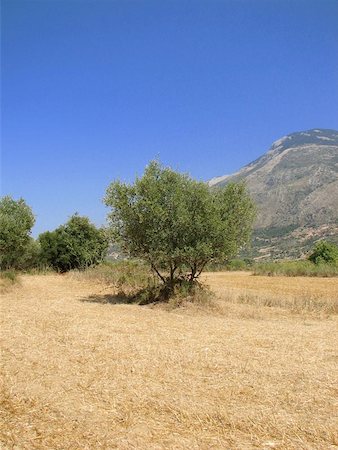 Olive tree with blue sky and mountain in the background. Stock Photo - Budget Royalty-Free & Subscription, Code: 400-06134979