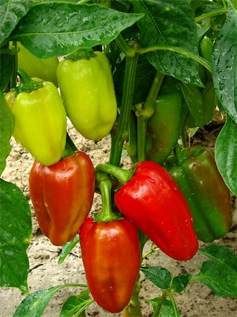 simsearch:400-05356597,k - red and green peppers growing in the garden Stock Photo - Budget Royalty-Free & Subscription, Code: 400-06135387