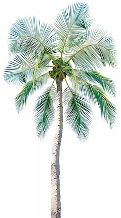 palm tree branches - Palm Tree - Colored and Detailed Illustration, vector Stock Photo - Budget Royalty-Free & Subscription, Code: 400-06135456