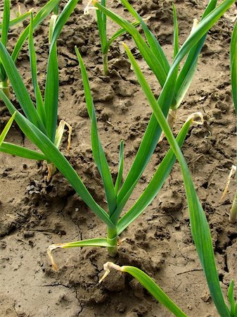 simsearch:400-07302217,k - young green garlic growing on the vegetable bed Stock Photo - Budget Royalty-Free & Subscription, Code: 400-06135675