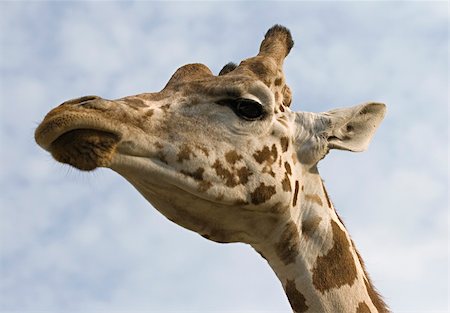 simsearch:400-08628372,k - Giraffe's neck and head, view from below Foto de stock - Super Valor sin royalties y Suscripción, Código: 400-06135774